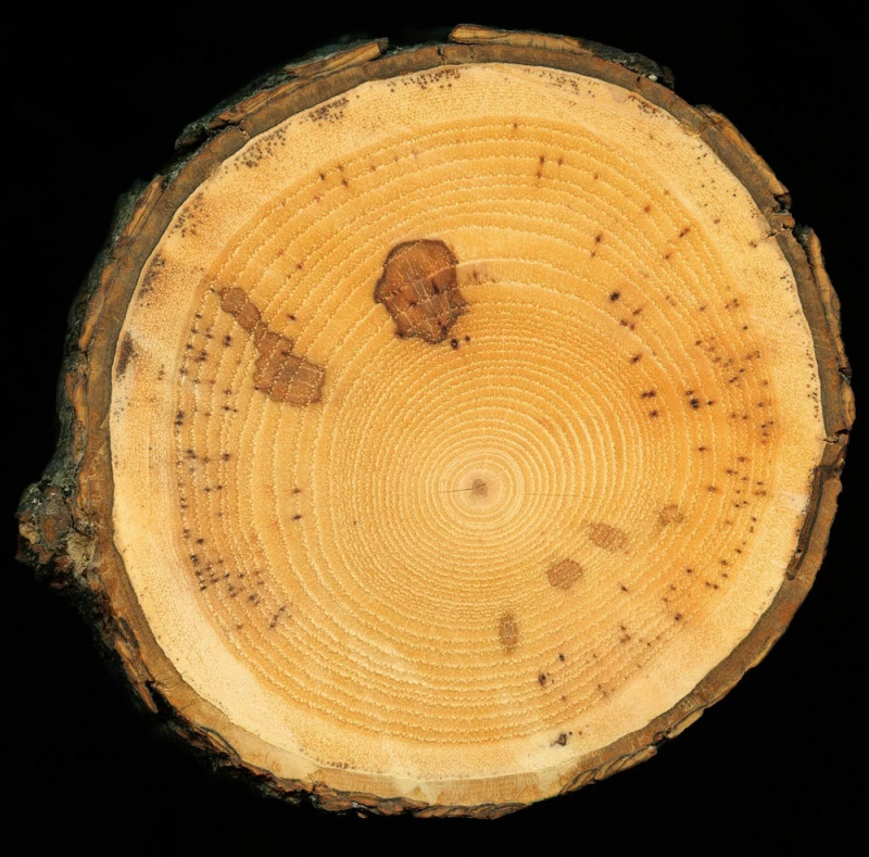Клен – характеристика дерева и его применение