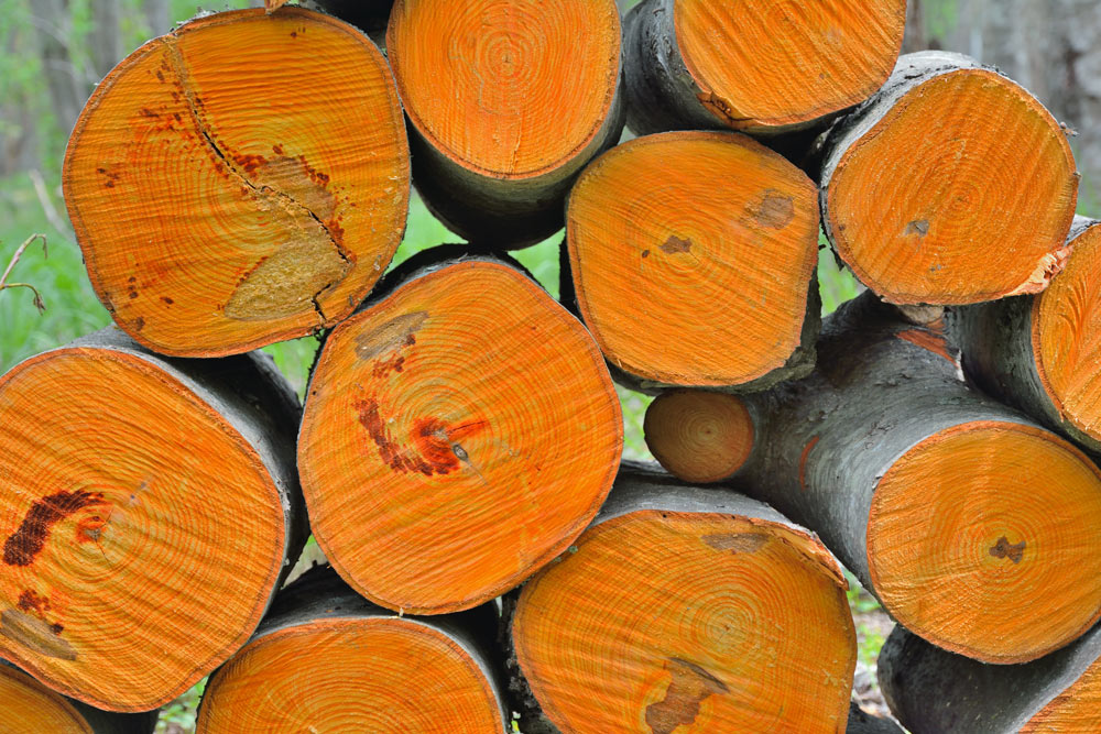 Характеристики и использование древесины из ольхи