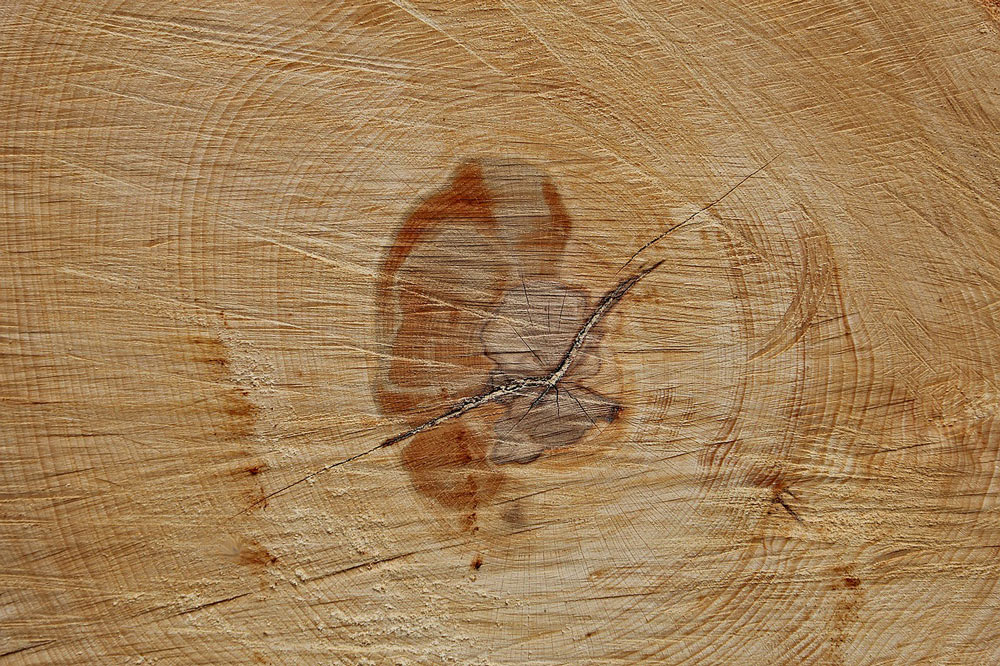 Бук: характеристики древесины и ее применение