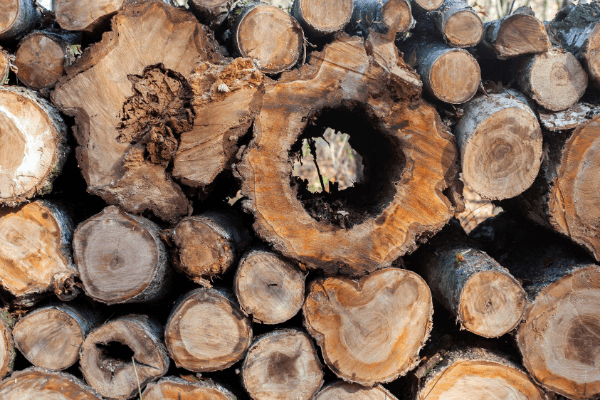 Стойкость древесины к гниению
