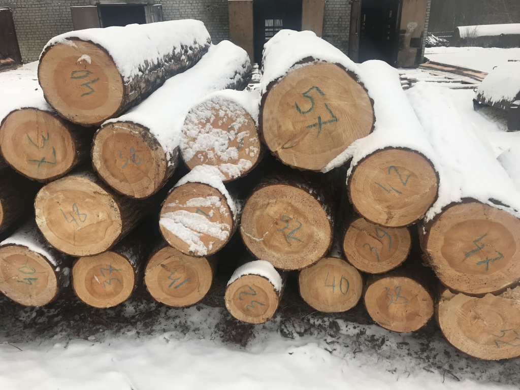 Сосна – свойства древесины и ее применение